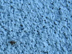 White-marked Spider-beetle thumbnail 3