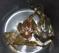 Shorthorn Sculpin thumbnail 4