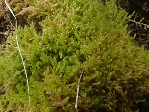Downy Plait-moss