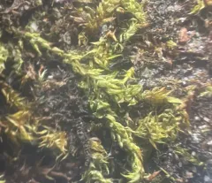 Drab Brook-moss thumbnail 2