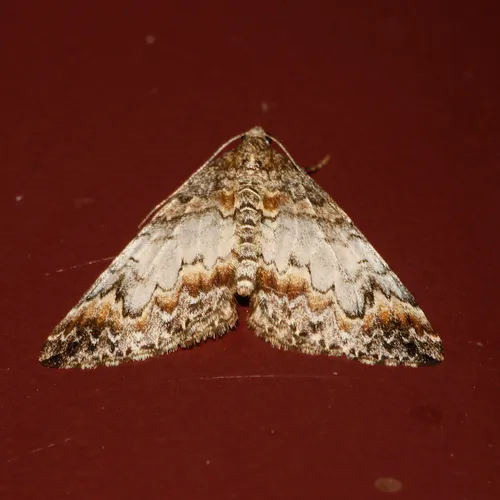 Dysstroma ochrofuscaria