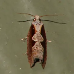Diamondback Epinotia Moth thumbnail 3