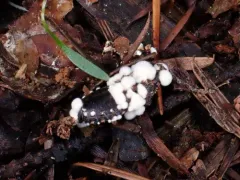 Beauveria pseudobassiana thumbnail 1