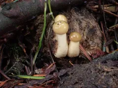 Protostropharia dorsipora thumbnail 1