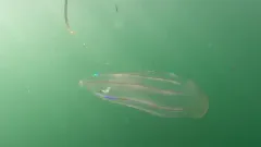 Flattened Helmet/Beroe Comb Jelly thumbnail 3