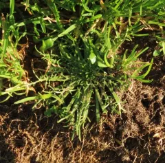 Buck's-horn Plantain thumbnail 3