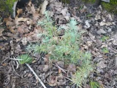 Deodar cedar thumbnail 1