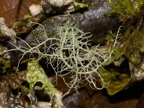 Wirth's Beard Lichen