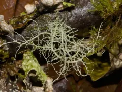 Wirth's Beard Lichen thumbnail 1