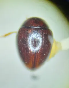 Megasternum concinnum thumbnail 2