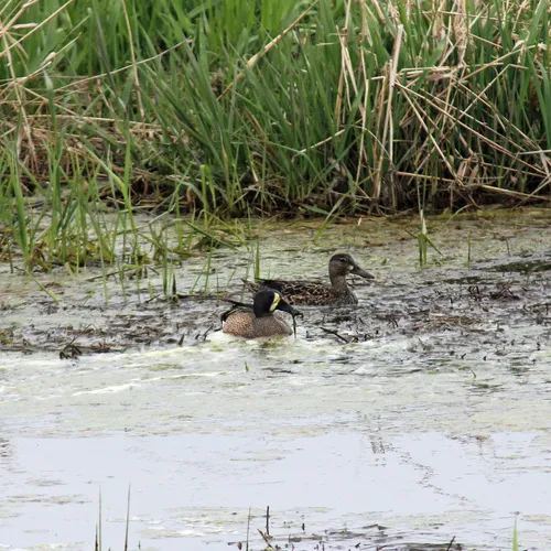 Blue-winged Teal