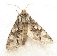Figure-eight Sallow thumbnail 2
