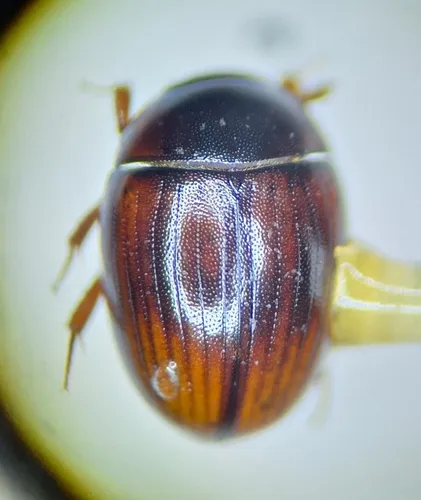 Cercyon lateralis