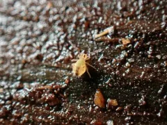 Dicyrtomina minuta thumbnail 1