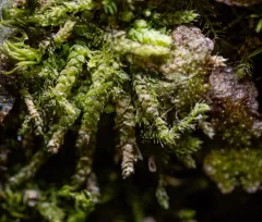 Siberian Myurella Moss thumbnail 1