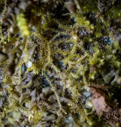 Hairy Threadwort thumbnail 4