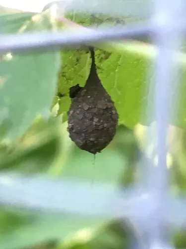 Agroeca pratensis