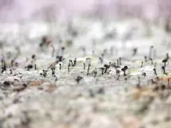 Chaenothecopsis pusiola thumbnail 1