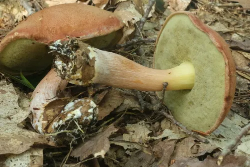 Boletus atkinsonianus