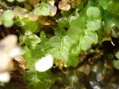 Curvey-capsuled Thin-leaved Moss thumbnail 4