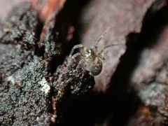 Palaearctic Backspined Meshweaver thumbnail 1