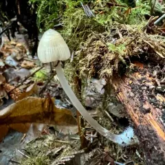 Mycena robusta thumbnail 3
