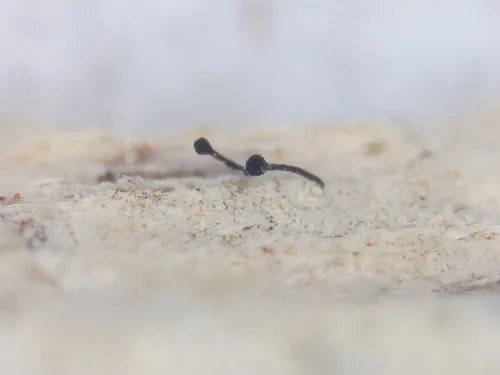 Chaenothecopsis rubescens