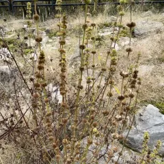 False Motherwort thumbnail 4