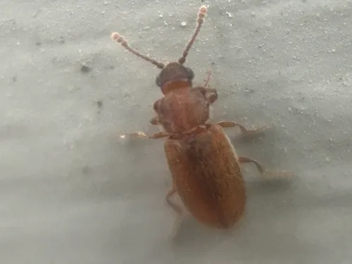 Acute-angled Fungus Beetle