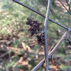 Eriophyes betulae thumbnail 4
