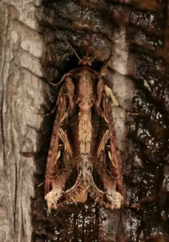 Sweet Potato Armyworm Moth thumbnail 2