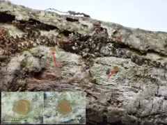 Gyalecta truncigena thumbnail 4