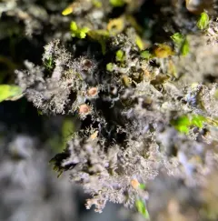 Tattered Jellyskin Lichen thumbnail 1