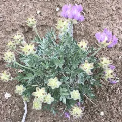wyoming locoweed thumbnail 4