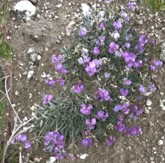 Tufted Milkvetch thumbnail 3