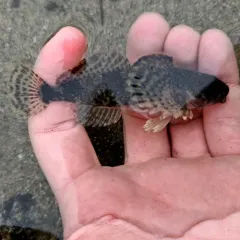 Columbia Sculpin thumbnail 3