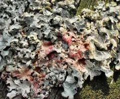 Marchandiomyces corallinus thumbnail 2