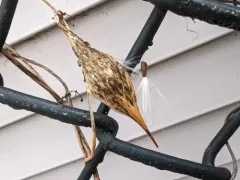 honey-vine climbing milkweed thumbnail 4