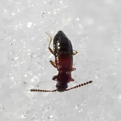 winter rove beetle thumbnail 3