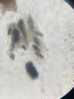 Splanchnonema ampullaceum thumbnail 2