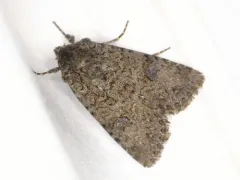 Anarta columbica thumbnail 2
