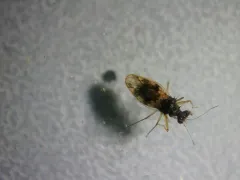 Patapius spinosus thumbnail 2