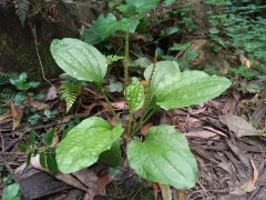 greater plantain thumbnail 4