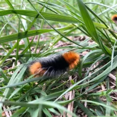 Ranchman's Tiger Moth thumbnail 3