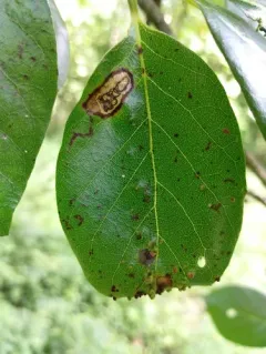 Ectoedemia nyssaefoliella thumbnail 4