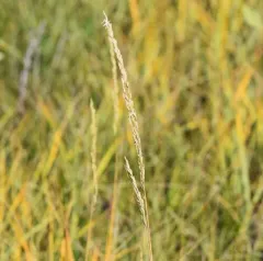 Sand Reedgrass thumbnail 2