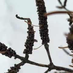 Pineapple-gall Adelgid thumbnail 4