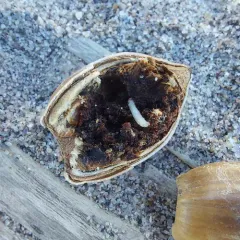 Acorn Moth thumbnail 2