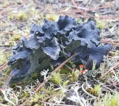 blue chanterelle thumbnail 2