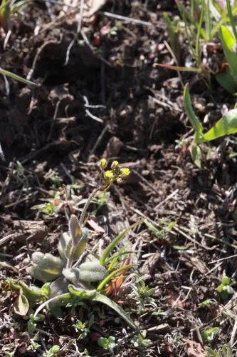 shortstyle draba